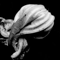 Close-up of flower over black background