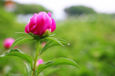 Close-up of pink flowering plant