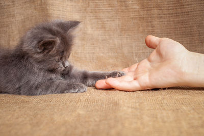 The cat stretches out a paw to a man, friendship, love, pet. kitten trusts a man, friendship 