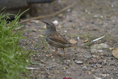 High angle view of bird perching on a field