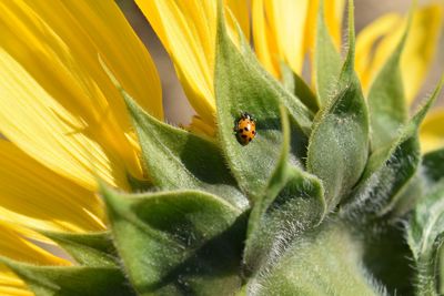 Close-up of ladybug on plant