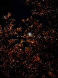 Low angle view of trees against sky at night