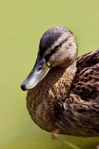 Close-up of duck