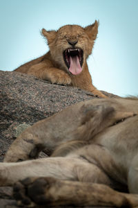 Close-up of a cat yawning