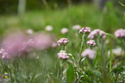 Close-up of pink flowering plants on land