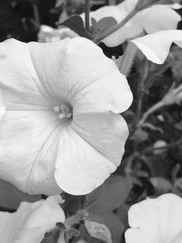 Close-up of white flowering plant
