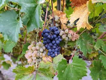 Grapes growing in vineyard