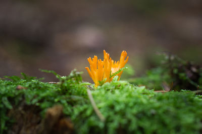 Close-up of yellow flowering plant