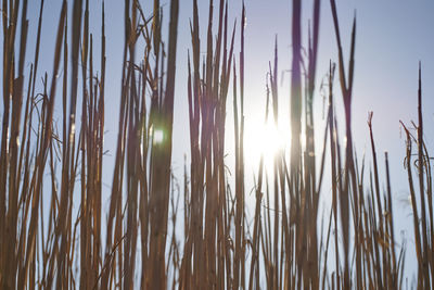 Close-up of stalks against bright sun