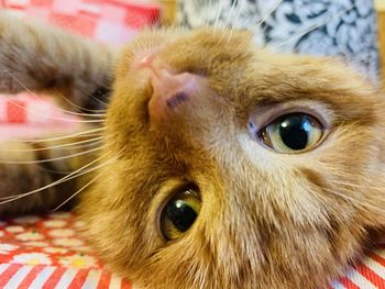 Close-up portrait of a cat