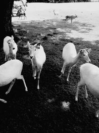 Sheep on white surface