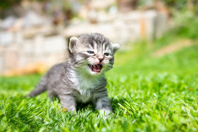 Portrait of an animal on grass