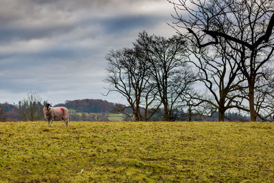 Sheep standing on grassy field against cloudy sky