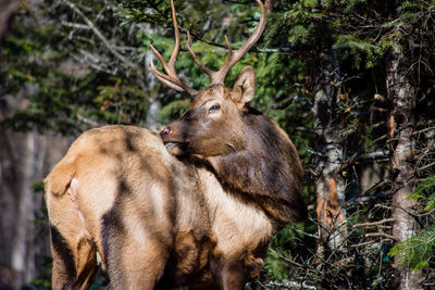 Deer in a forest