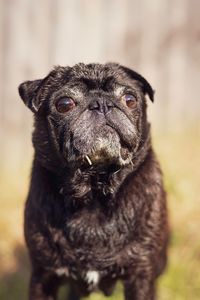 Close-up portrait of a dog