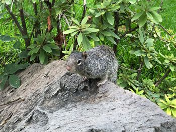 Squirrel on tree