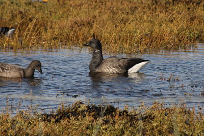 Brent geese swimming in lake