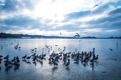 Flock of birds swimming in sea against sky