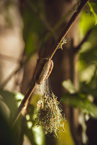 Close-up of insect on plant