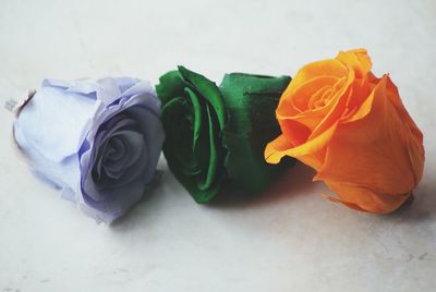 Close-up of multi colored rose against white background