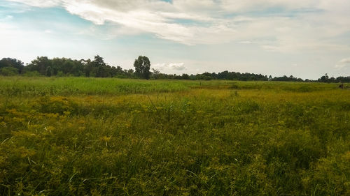 Scenic view of field against sky