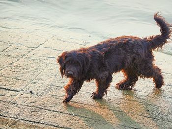 High angle view of dog on footpath