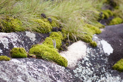 Close-up of moss growing on rock