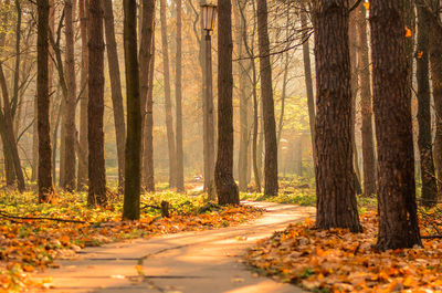 Trees in forest during autumn