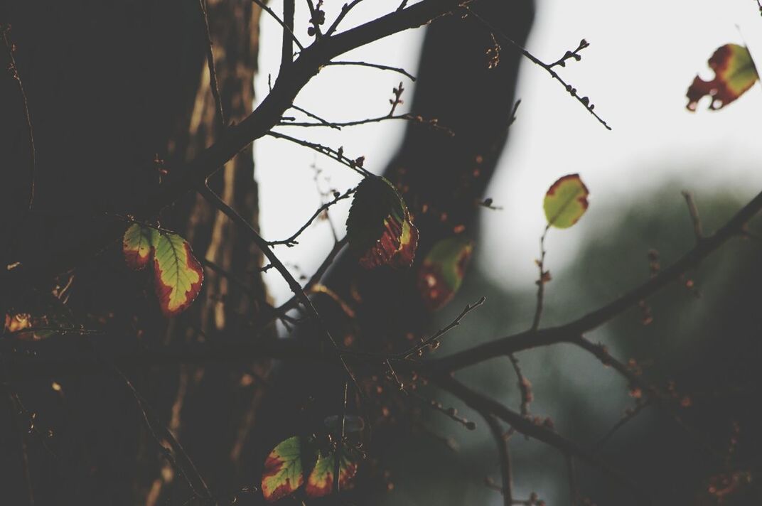 branch, bird, tree, animal themes, bare tree, animals in the wild, nature, wildlife, low angle view, leaf, outdoors, focus on foreground, day, no people, perching, growth, sky, twig, silhouette, one animal