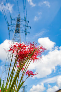 Close-up of red flowering plant against cloudy sky