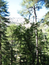 Low angle view of trees against sky