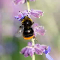 Close-up of bee pollinating on purple flower