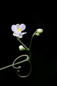 Close-up of white flowers blooming against black background