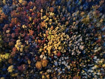 Full frame shot of trees during autumn