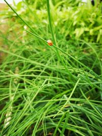 Close-up of ladybug on grass