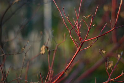 Close-up of a bird on branch