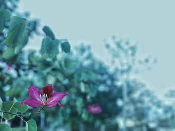 Close-up of flowers blooming against sky