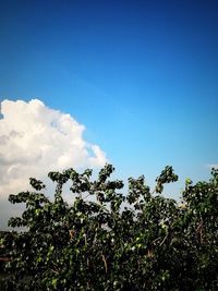 Low angle view of trees against blue sky