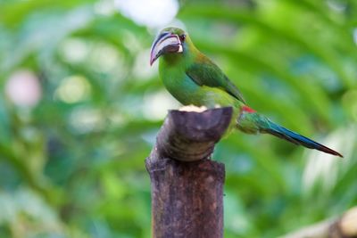 Close-up of bird perching on wooden post