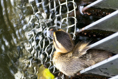 High angle view of cat in water