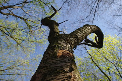 Low angle view of tree against sky