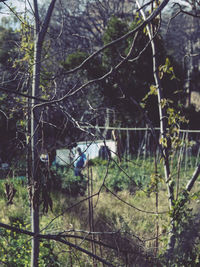 Close-up of trees in forest