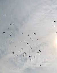 Low angle view of birds flying in sky