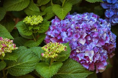 Close-up of pink flowers