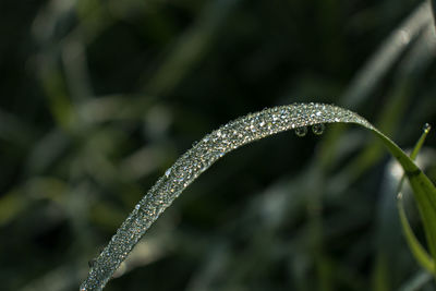 Close-up of raindrops on leaf