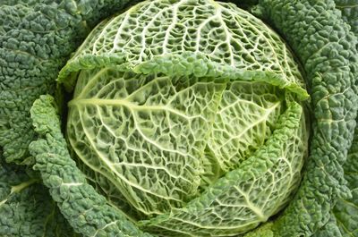 Close-up of cabbage