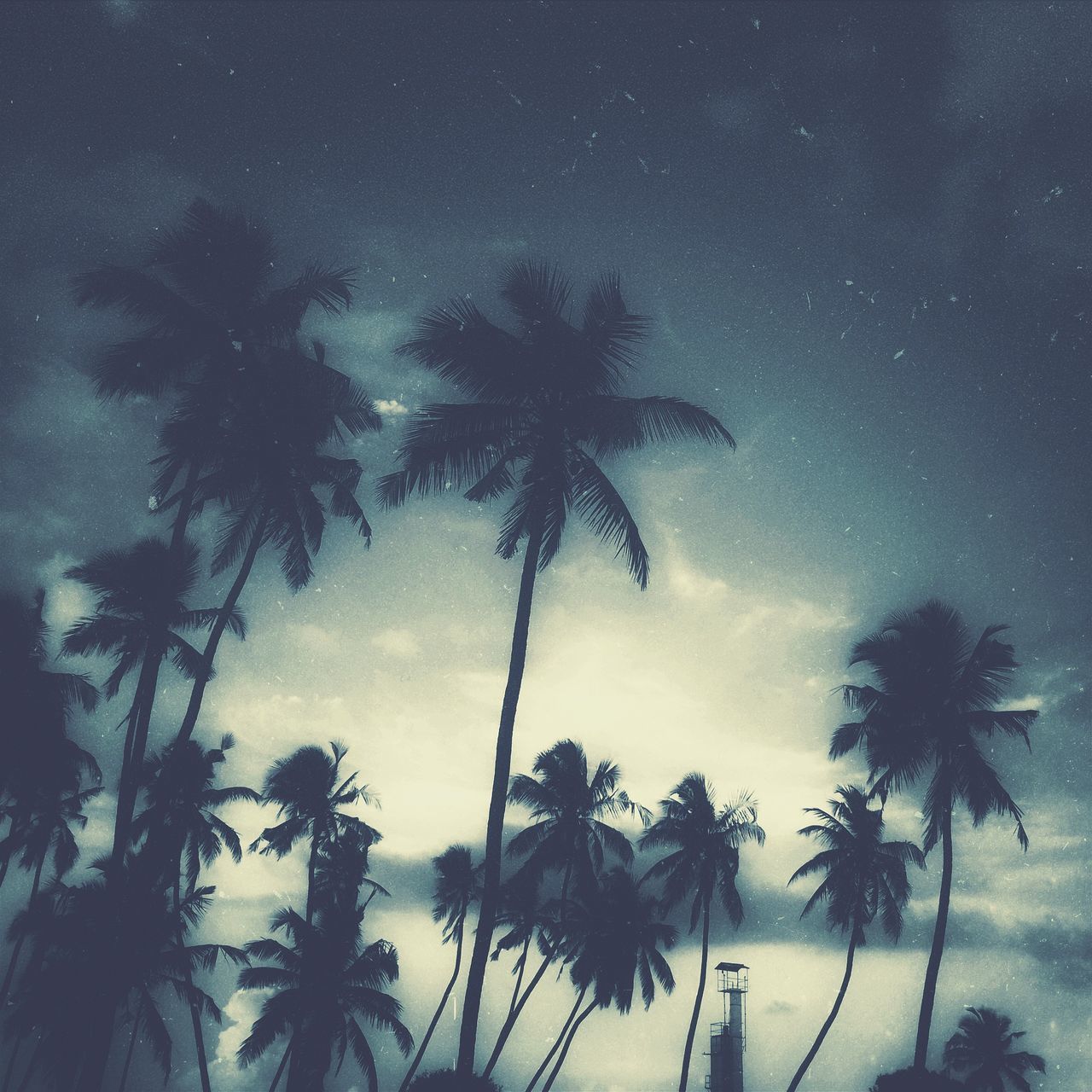 tree, palm tree, low angle view, silhouette, sky, tranquility, beauty in nature, scenics, nature, growth, tranquil scene, night, tree trunk, dusk, outdoors, cloud - sky, branch, no people, idyllic, tall - high