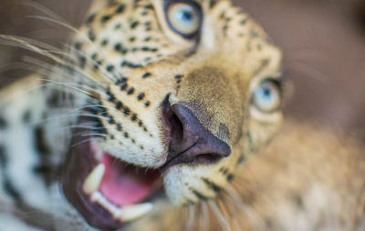 Close-up of tiger