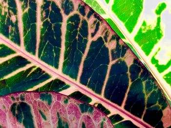 Full frame shot of plants