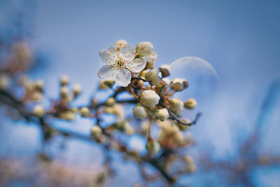 Low angle view of flowering plant against sky